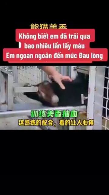 Мир домашних питомцев – Серия 472: Забавные и милые моменты