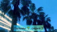 Пальмы 🌴 серия 3 обзор семян, всходов и взрослых пальм