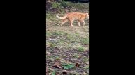 Кот. Фокс..