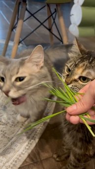 Самый вкусный звук на свете #cat #shorts #кошки #котики
