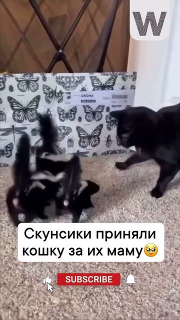 Скунсики приняли кошку за их маму).