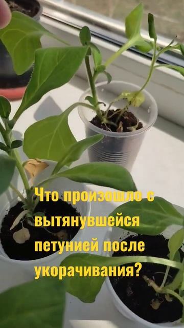 что произошло с вытянувшейся #петунией после укорачив