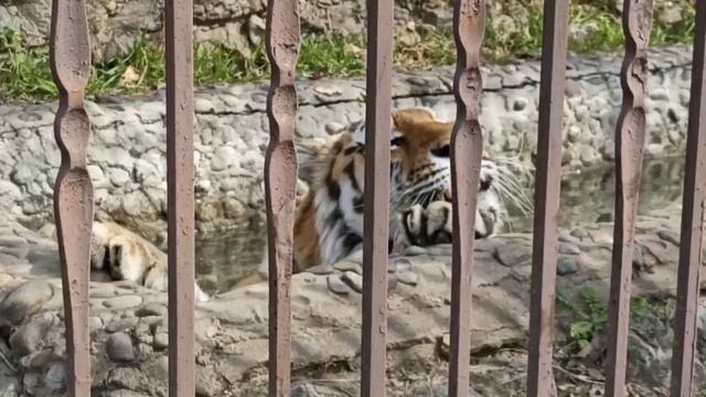 СИЛА, СТАТЬ И КРАСОТА