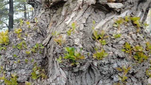 Толстые тополя!