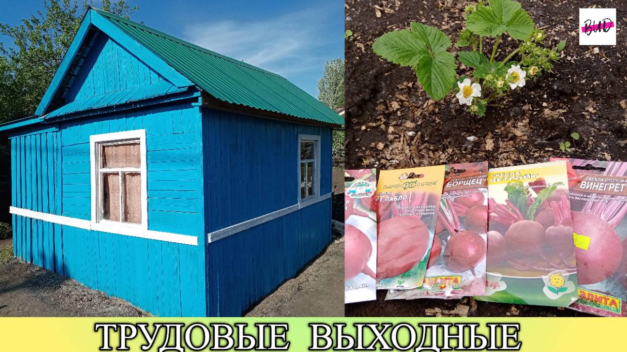 НАШИ ТРУДОВЫЕ ВЫХОДНЫЕ.
