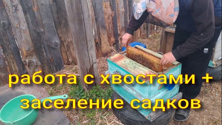 работа с хвостами + заселение садков