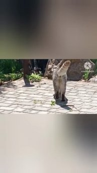 Кот Ясон, крутой перец вышел на охоту... 😎🎉😁