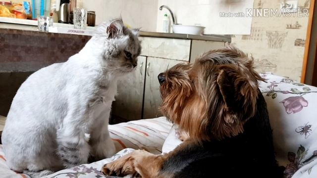 Кошки, собаки, приколы, любовь...