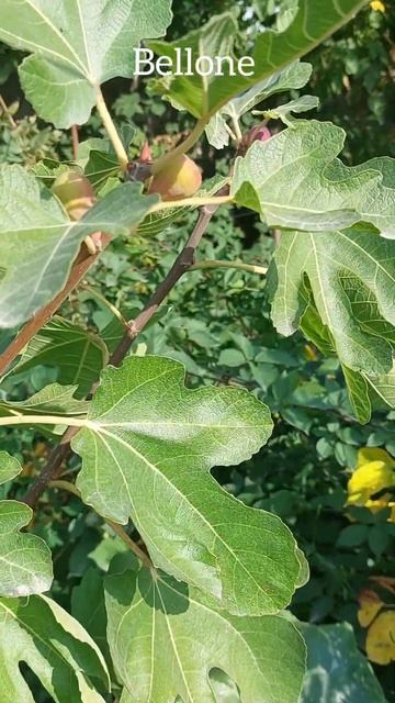Инжир Bellone 25.09.2024. Алматы #инжир #fig