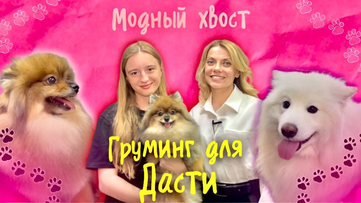 Груминг для Дасти: как стригут собак в салоне?