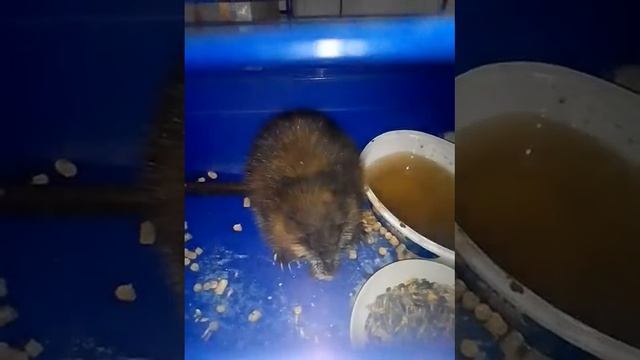 Ондатра, которую поймали в уличном туалете