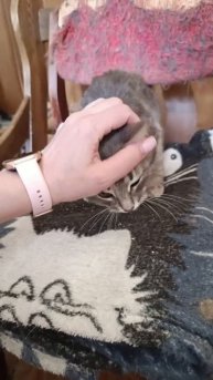 Котенок-подросток девочка была спасена Натальей от стаи собак.