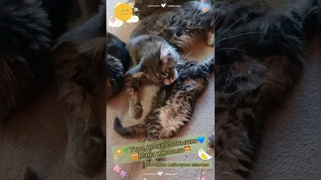 ☀️🐯Наше доброе утро начинается с умывашек🐈❤️