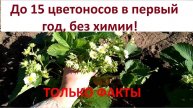 Выращивание клубники. Хороший урожай клубники в первый год плодоношения. Уход за клубникой в Сибири.