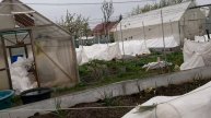 не яблоки на снегу а виноград под снегом :) Лучшее укрытие от заморозков ,г Вичуга Ивановская