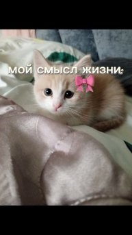 это моя кошка