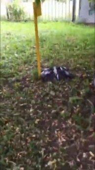 Обед рядом с дохлыми голубями #shorts