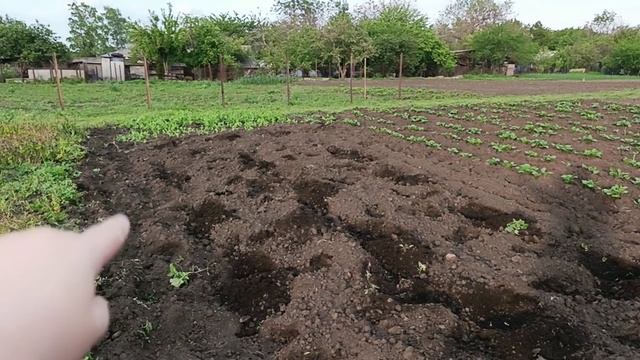 Посадили огурцы, дыни, кабачки