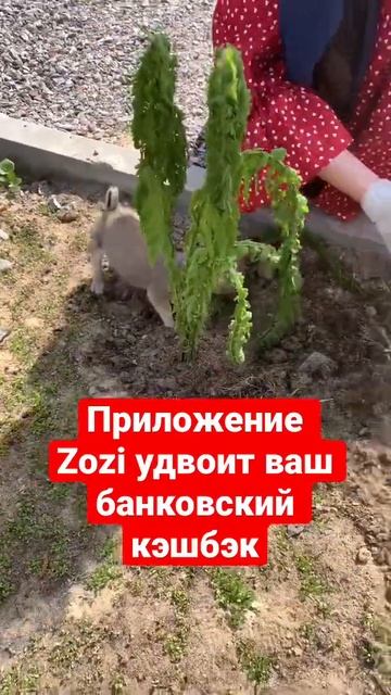 Щенок сажает папоротник #кэшбэк #сбербанк #тинькоффин?