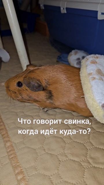 Свинка Стрелка издает звук, оповещающий, что это она идёт, а не хищник