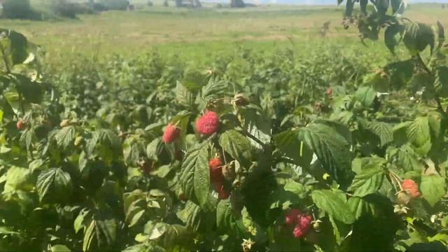 Малиновий бізнес . Сезон 2024р .Чи вігідно в Украіні збир