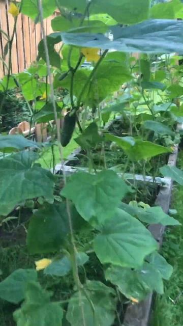 Выращивание огурцов 🌱🥒