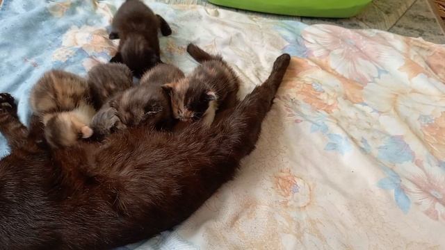 Переехали на Юг/Ремонт кухни своими руками/Котята.