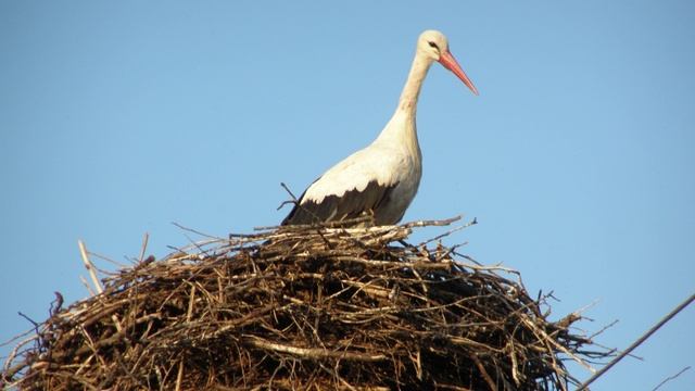 Кукушка