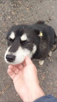 хася
