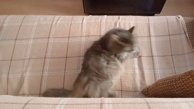 Филя отдыхает и возмущается