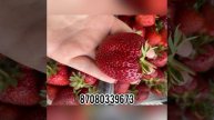 АКЦИЯ 1 шт 60тг #рассадаклубники#рассадашымкент#азия#к?