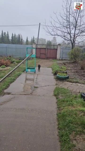 Разговорчивый Чернуха вернулся с прогулки промокший и сразу приступил к работе 🌧☔️🐈⬛