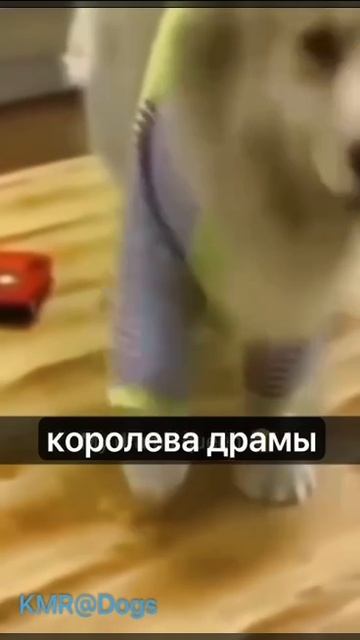 Королева драмы👑 😂 ( видео про собак )