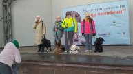 дом с хвостом клуб актырнак редкие поводыри собаки но?