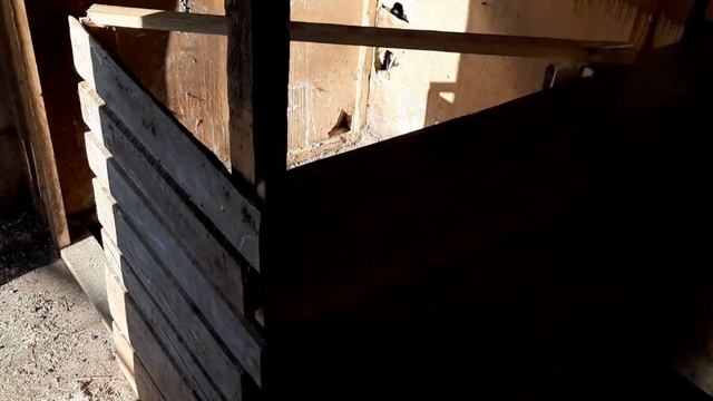 СПАРИВАНИЕ КРОЛИКОВ. КУПИЛИ ПОРОСЯТ.
