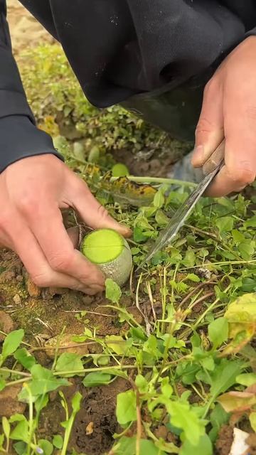 Chop the green radish #shorts