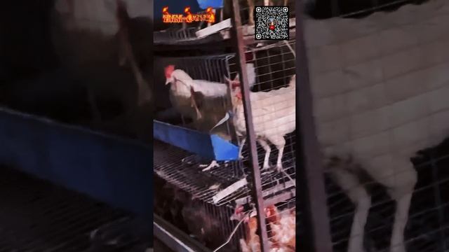 Foreman @ blogger 37-video a little humor for a change to our followers.