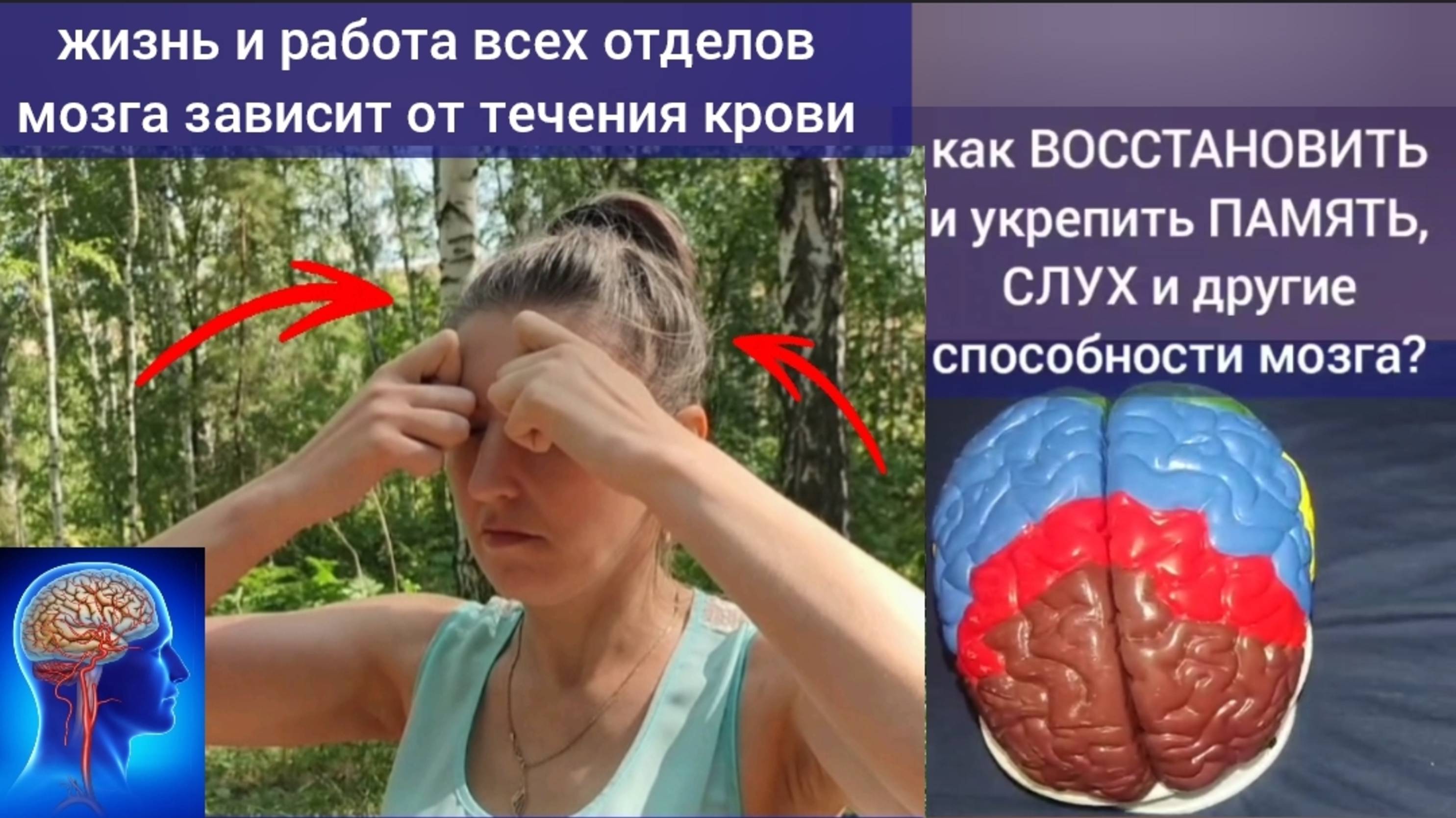Жизнь и деградация мозга зависит от течения крови. Упражнения для лобного центра мышления