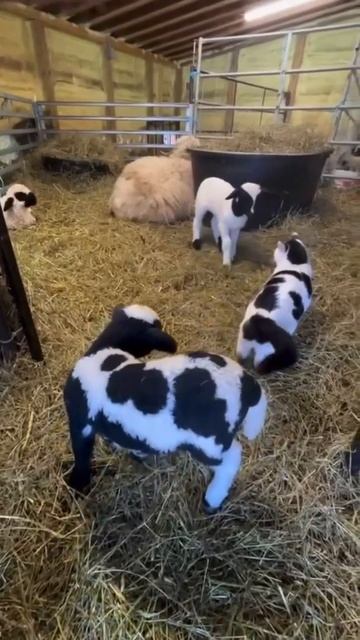 Котейка угодил прямо в цвет 🤩😉😻