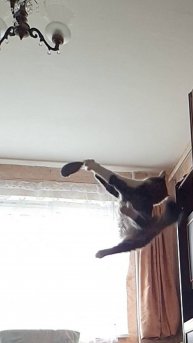 Кошка Лиза крысоловка любящая паркур и свою “мышару”!