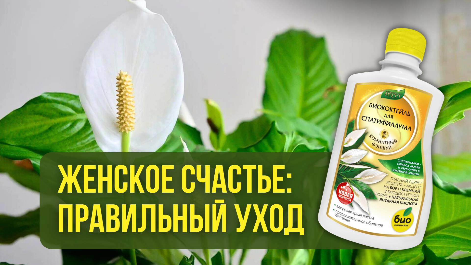 Женское счастье: как ухаживать за спатифиллумом