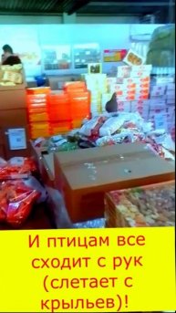 наглые птицы