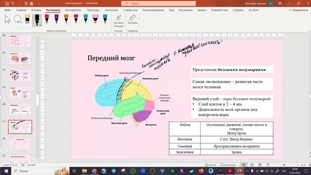 нервная система
