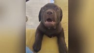 Смешные видео С ЖИВОТНЫМИ 😊 Самые смешные КОШКИ😺 и СОБАКИ🐶
