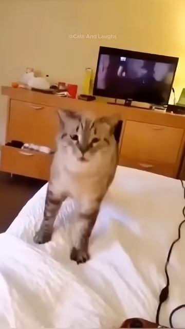 Cats don't want peace chap 5  #funny #cat #viralshort #reaction #like