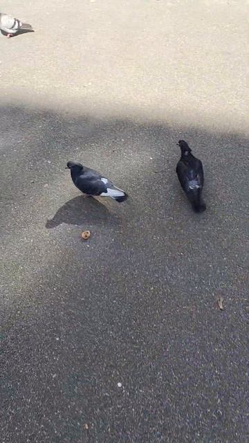 Петушков выгуливает #голуби #pigeon #музыка #город #дед #по