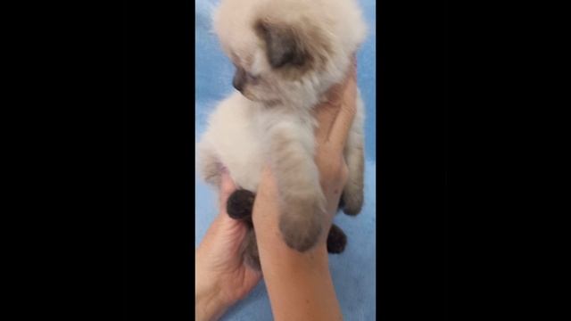 Актирование Изумруд Фэнси 27.03.2025