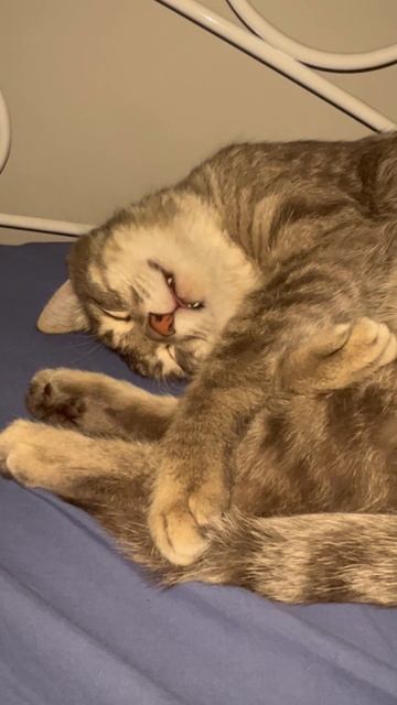 Коте что-то снится 🐱
