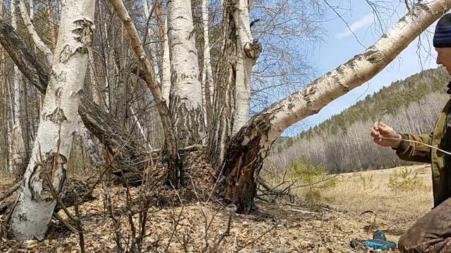 Кладовая природы. Берёзовый сок - напиток весны!