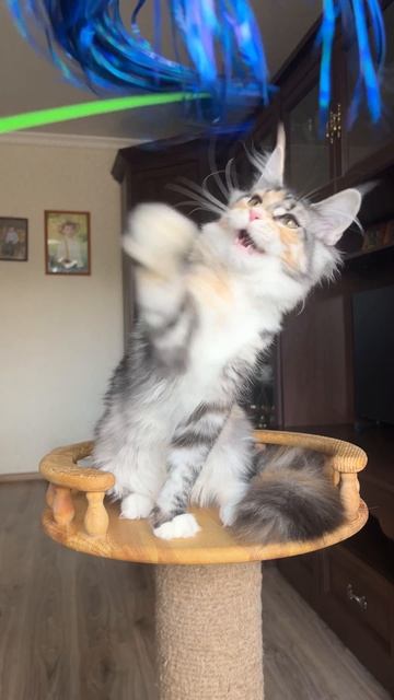 Котята мейн Кун